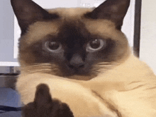 a siamese cat is giving the middle finger at the camera .