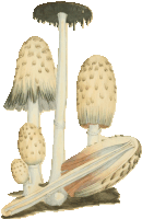 a drawing of a group of mushrooms with a white stem