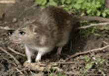 a rat is standing on top of a pile of dirt in the dirt .