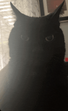 a close up of a black cat 's face with a window behind it