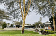 a tree in a park with tables and chairs