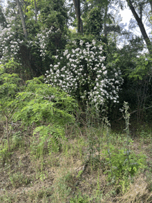 a bush with white flowers in the middle of a lush green forest