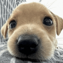 a close up of a puppy 's nose with the words " nt seaweed 114 " written on the bottom