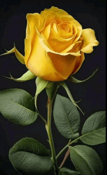 a close up of a yellow rose with green leaves on a black background