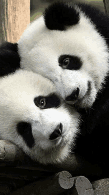 two panda bears laying on top of each other on a tree branch