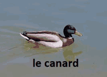 a mallard duck is swimming in the water with the word le canard written below it