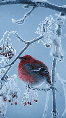 a red bird perched on a snowy branch with berries