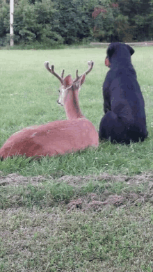 a dog and a deer are sitting in the grass