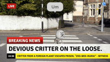 a breaking news headline about a devious critter on a loose