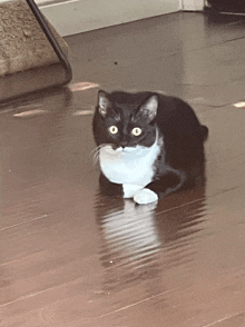 a black and white cat sits on a wooden floor