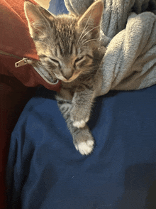 a kitten laying on a bed with a blanket