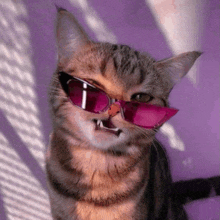 a close up of a cat wearing pink sunglasses on a purple background .