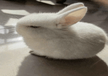 a white rabbit is sitting on a tiled floor with its eyes closed