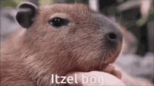 a close up of a capybara being held by a person with the words `` itzel bog '' written on the bottom .