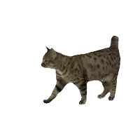 a cat is walking on a white background and looking to the side