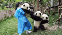 a woman is petting three panda bears in a zoo .