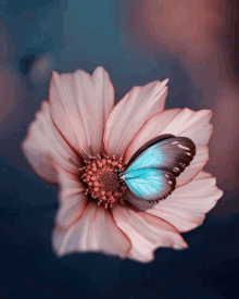 a butterfly is sitting on a pink flower