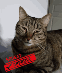 a cat with a stamp that says nougat approve on it