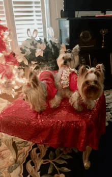 two yorkshire terriers are sitting on a red sequined ottoman in front of a christmas tree