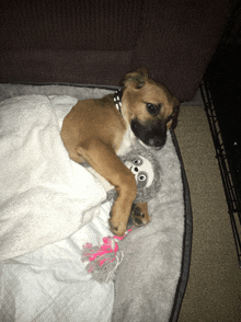 a dog laying on a bed with a stuffed animal on it