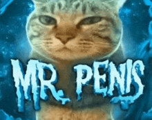 a cat is standing in front of a sign that says " mr penis "