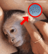 a monkey with an arrow pointing to it 's ear