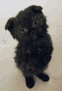 a black kitten is looking up at the camera with a tiktok watermark in the corner