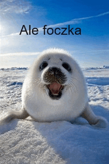 a seal is laying in the snow with its mouth open and the words ale foczka above it .