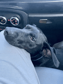 a black dog rests its head on a person 's lap in a car