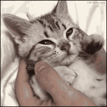 a person is petting a kitten with a cat-gifs.com watermark on the bottom