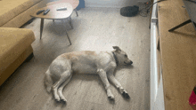 a dog laying on the floor in a living room next to a couch