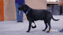 a black dog with a purple collar and a bandage on its leg is walking in front of a national geographic sign