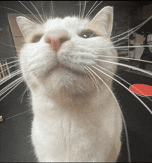 a close up of a white cat 's face with a red skateboard in the background