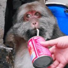 a monkey is drinking from a can with a straw .