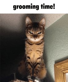 a picture of a cat with the words grooming time written above it