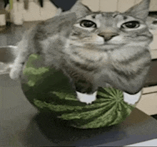 a cat is sitting on top of a watermelon on a kitchen counter .