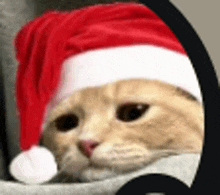 a cat wearing a red and white santa hat .