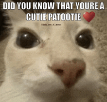 a picture of a cat with the caption did you know that youre cutie patootie