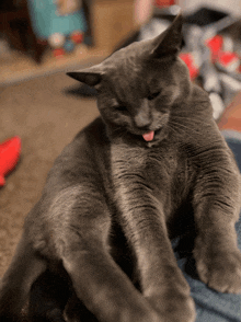 a gray cat sticking its tongue out while laying down