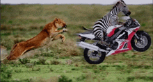 a zebra on a motorcycle with the number 20 on it