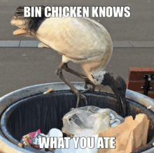 bin chicken knows what you ate written on a picture of a bird in a trash can