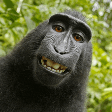 a close up of a monkey 's face and teeth