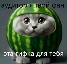 a cat dressed as a watermelon with russian writing on the bottom