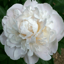 a white flower with a yellow center is surrounded by green leaves