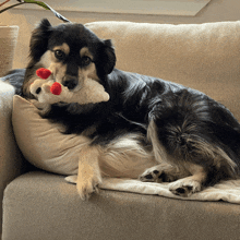 two dogs are laying on a couch one is holding a stuffed animal