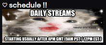 a picture of a cat with the words daily streams starting usually after 4 pm gmt