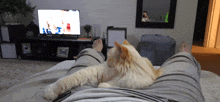 a cat laying on a person 's lap in front of a flat screen tv