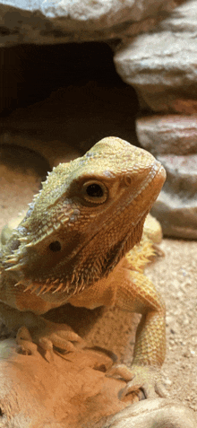 a close up of a lizard 's head with a rock in the background