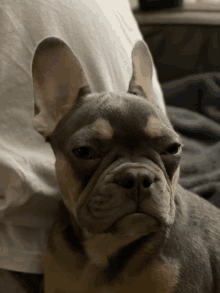 a close up of a dog 's face with a white shirt behind it