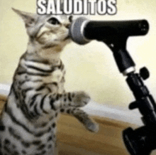 a cat is singing into a microphone with the word saluditos above it